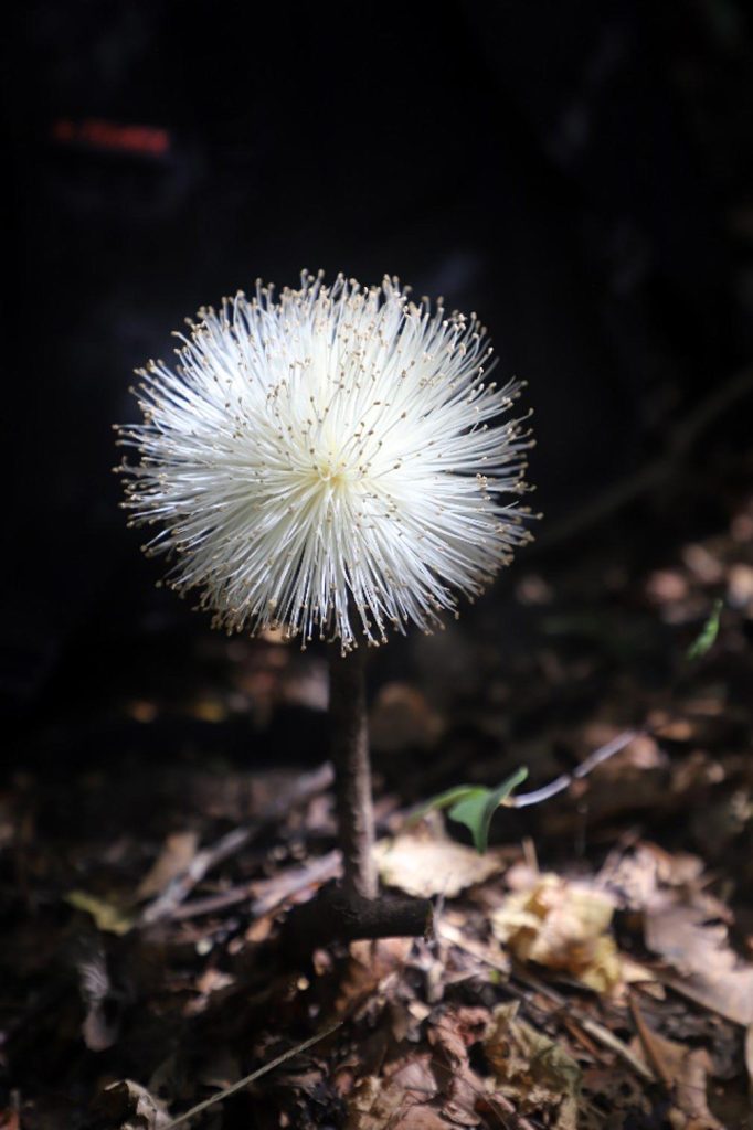 Baobab Flower