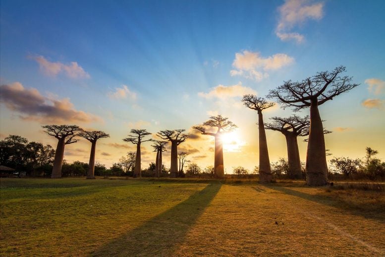 Baobab Sunburst