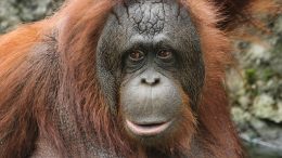 Bornean Orangutan