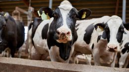 Cows in Cowshed on Dairy Farm