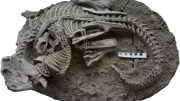 Fossil Entangled Skeletons Dinosaur and Mammal