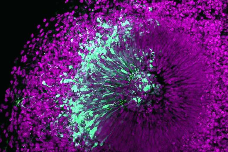 Microscopy Image of a Human Brain Organoid