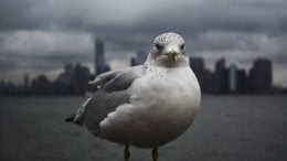 NYC Seagull