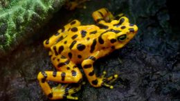 Panamanian Golden Frog on Rock