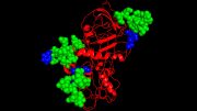 Protein Glycosolated With Glycans