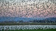 Snow Geese