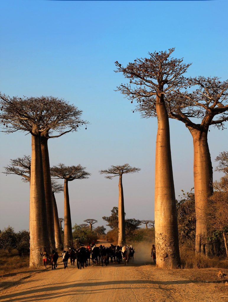 Tall Baobabs